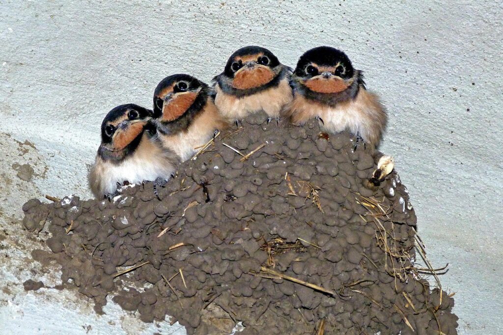 Swallows Nesting