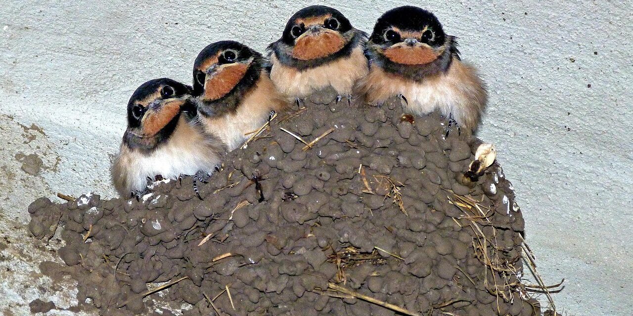 How to Protect Swallows: Simple Steps to Support Their Survival