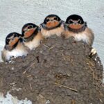 Swallows and Buildings: How They Adapt to Human Environments