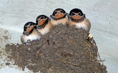 The History of Swallow Migration Studies: Learn About Their Travels