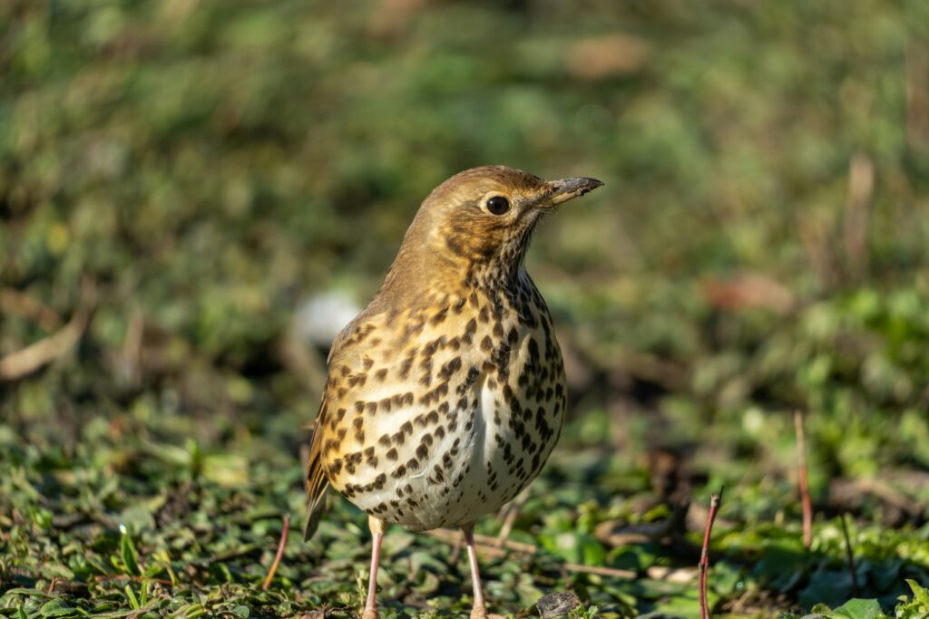 Song Thrush