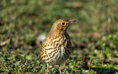 Attract Song Thrushes to Your Garden: Create the Perfect Habitat