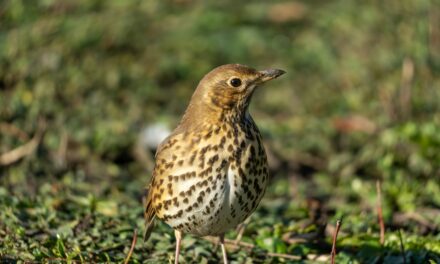 Attract Song Thrushes to Your Garden: Create the Perfect Habitat