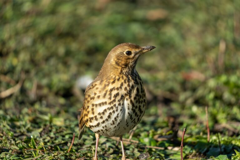 Song Thrush