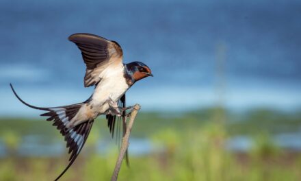 How to Tell the Difference Between Swallows, Swifts & House Martins