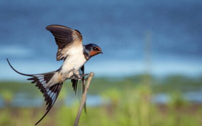What Is a Swallow’s Favorite Food? Dive Into Their Diet and Eating Habits