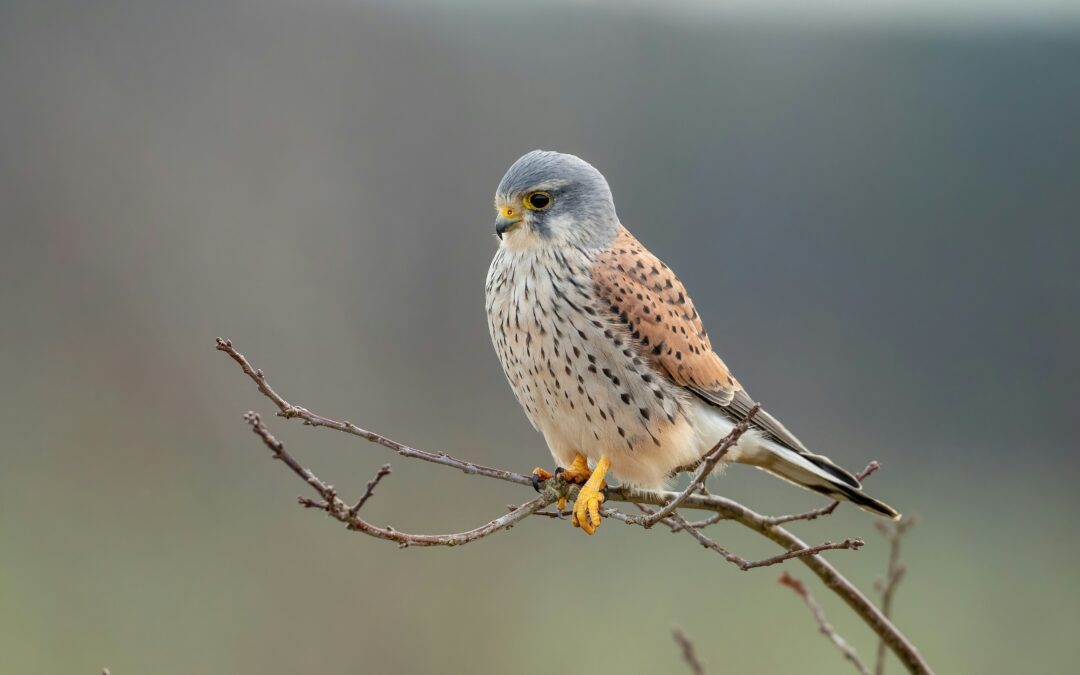 How Climate Change is Affecting Kestrel Populations