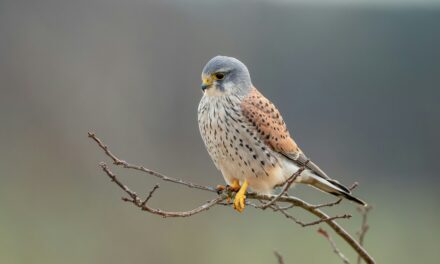 How Climate Change is Affecting Kestrel Populations