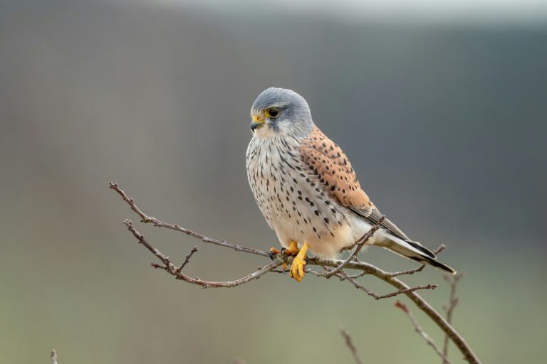 kestrel
