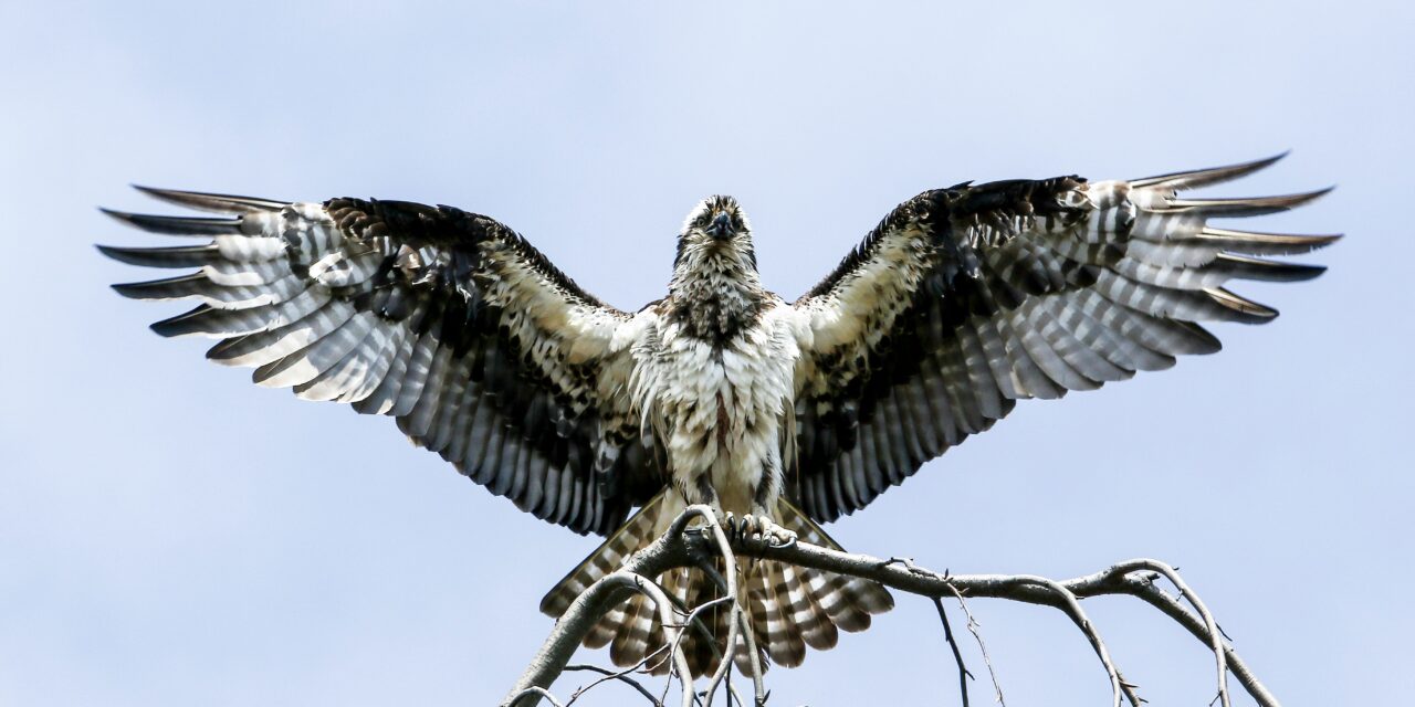 Ospreys: Majestic Hunters of the Sky – Facts, Habitat, and Conservation