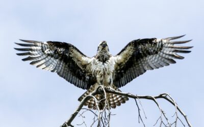 Ospreys: Majestic Hunters of the Sky – Facts, Habitat, and Conservation