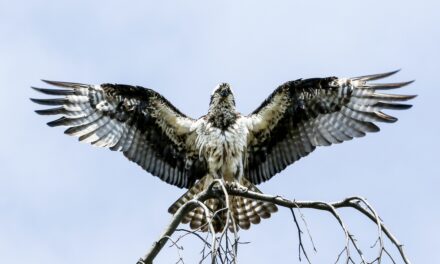 Ospreys: Majestic Hunters of the Sky – Facts, Habitat, and Conservation