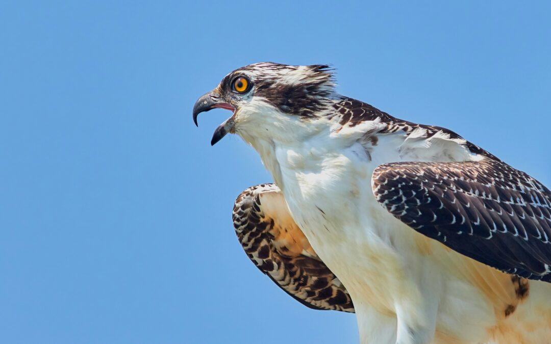 The Life Cycle of an Osprey: From Egg to Top Predator