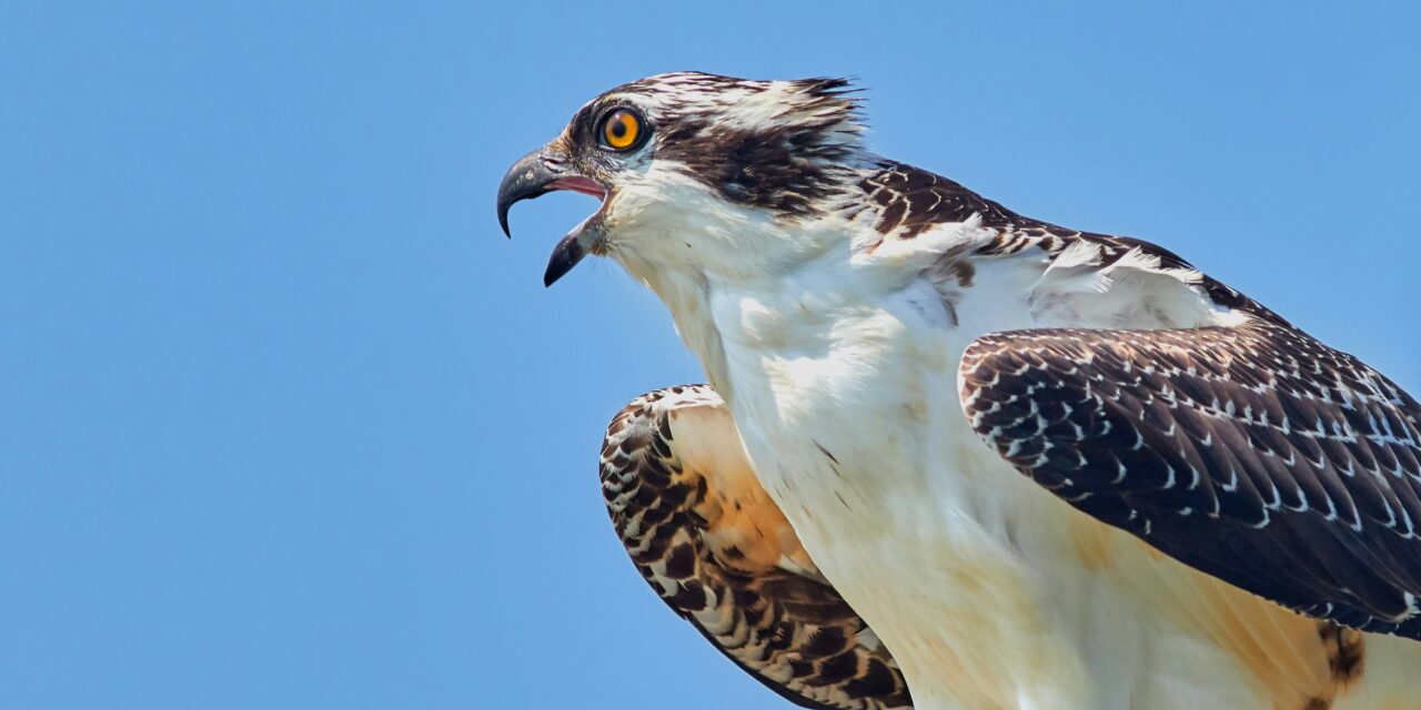 The Life Cycle of an Osprey: From Egg to Top Predator