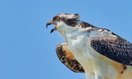 The Life Cycle of an Osprey: From Egg to Top Predator