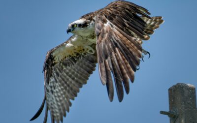 Ospreys Migration: How These Birds Travel Thousands of Miles