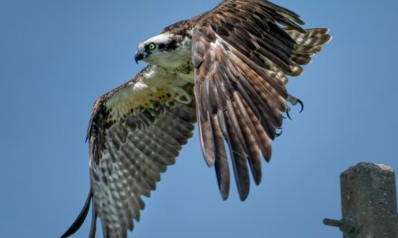 Ospreys Migration: How These Birds Travel Thousands of Miles