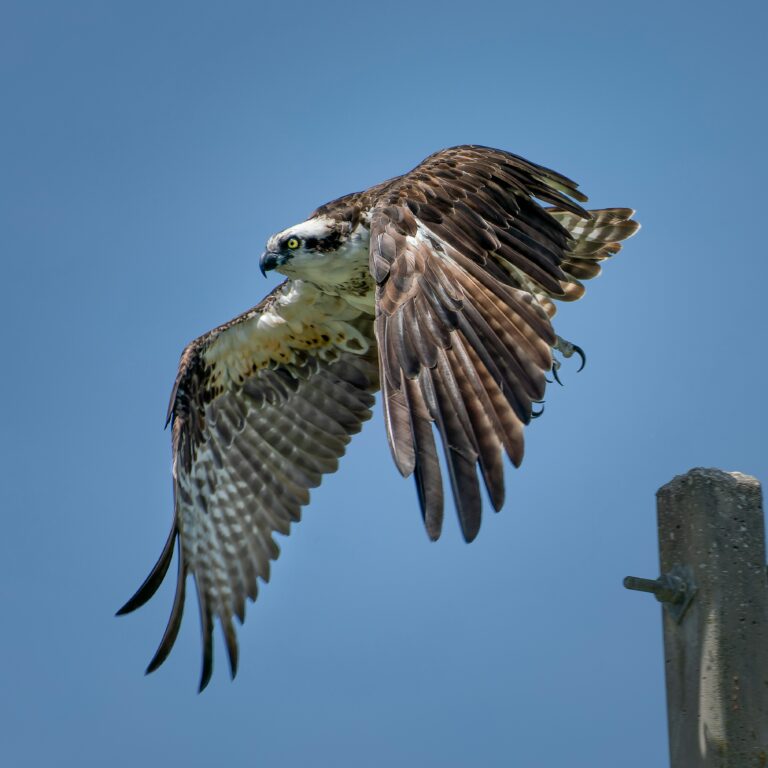osprey