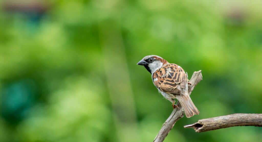 House Sparrow