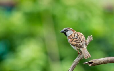 House Sparrows: Everything You Need to Know