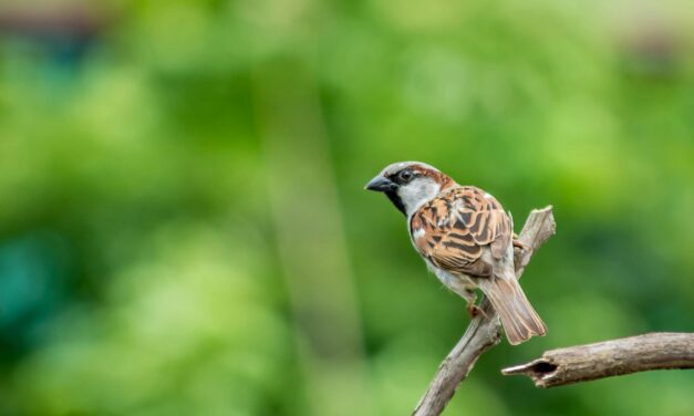 House Sparrows: Everything You Need to Know