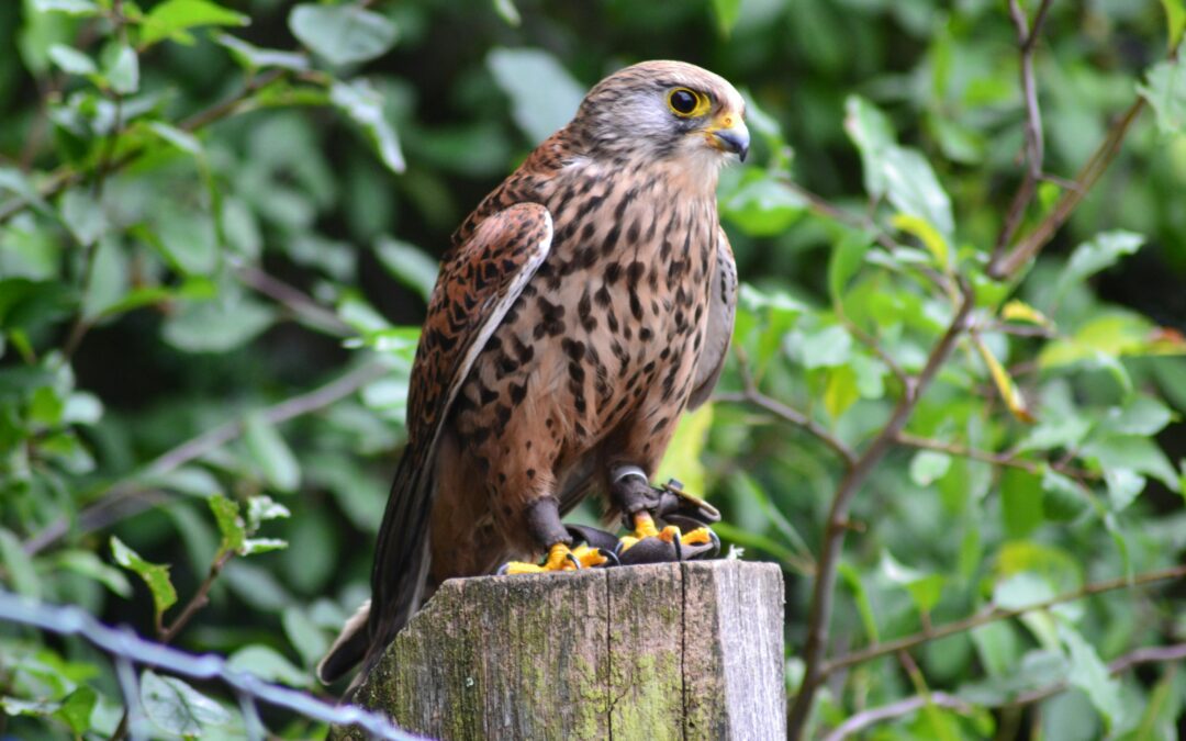 How to Attract Kestrels to Your Garden in the UK