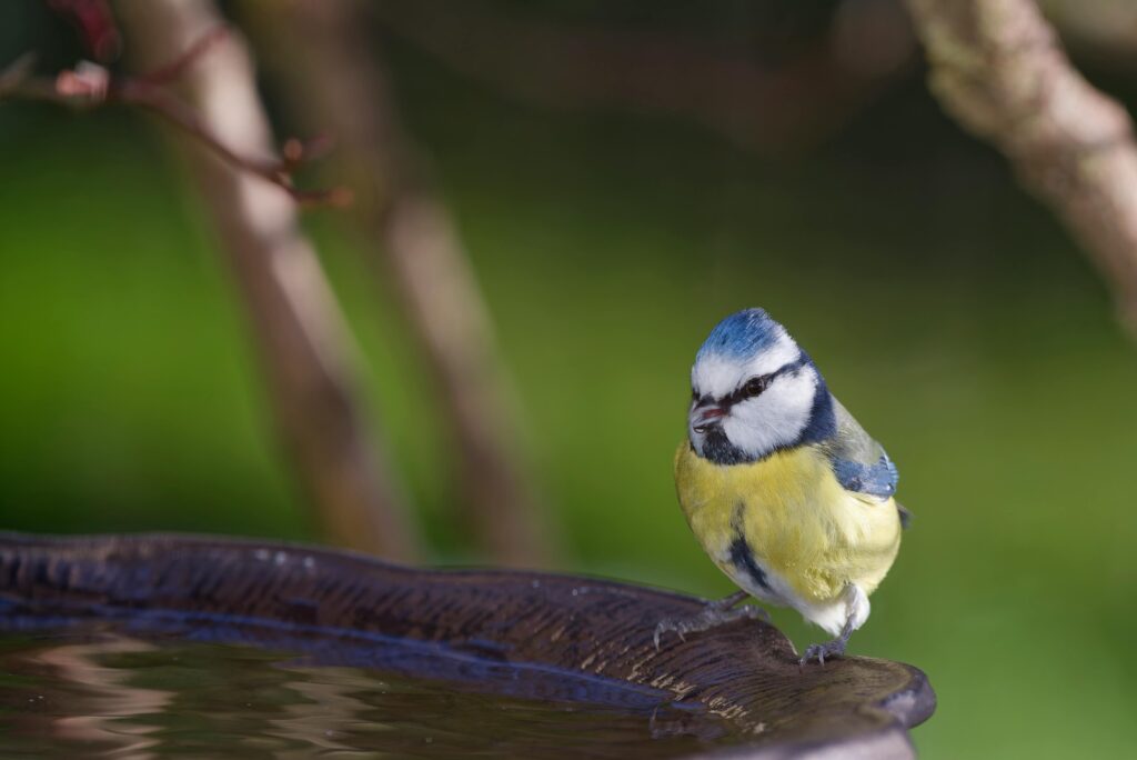 Bird Bath Cleaning