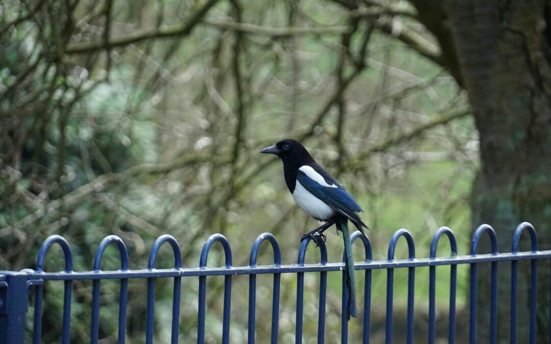 The Meaning Behind Seeing 11 Magpies