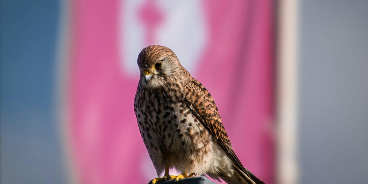 Kestrels Conservation: How to Protect These Birds of Prey