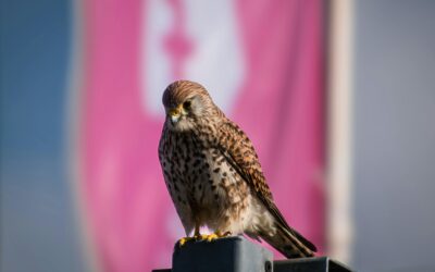 The Life Cycle of a Kestrel: From Egg to Fierce Hunter