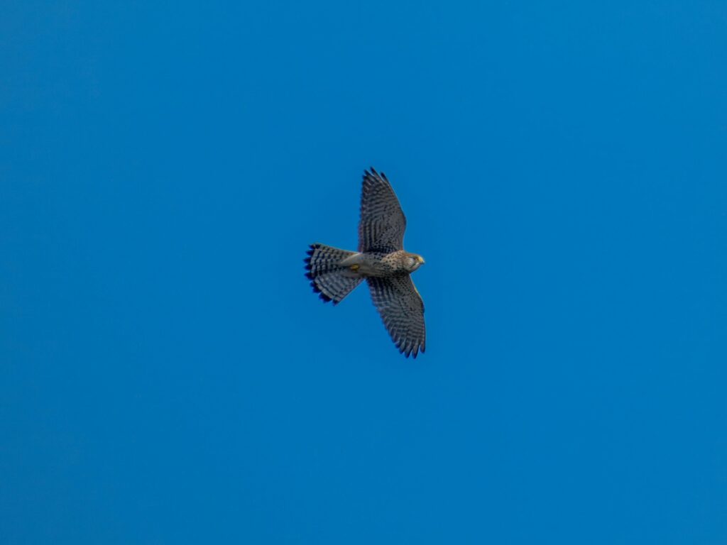 How Kestrels Hunt: Incredible Aerial Tactics and Precision