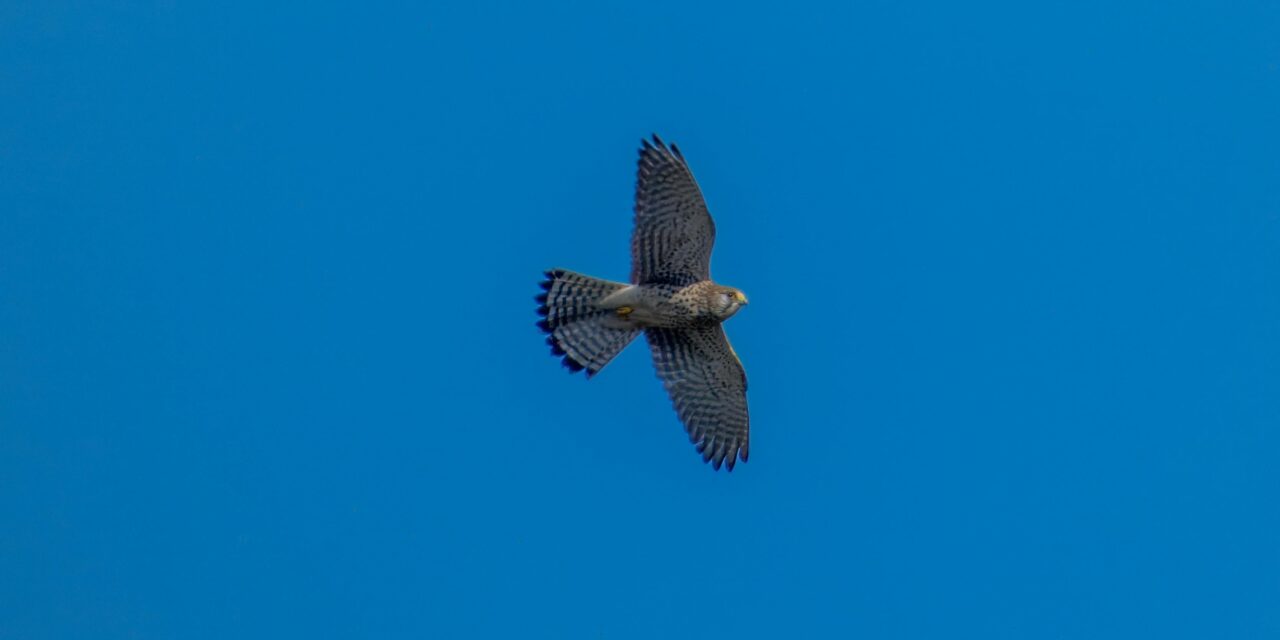 How to Spot a Kestrel: Birdwatching Tips and Best Locations