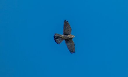 How to Spot a Kestrel: Birdwatching Tips and Best Locations