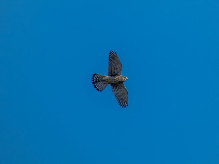 How Kestrels Hunt: Incredible Aerial Tactics and Precision