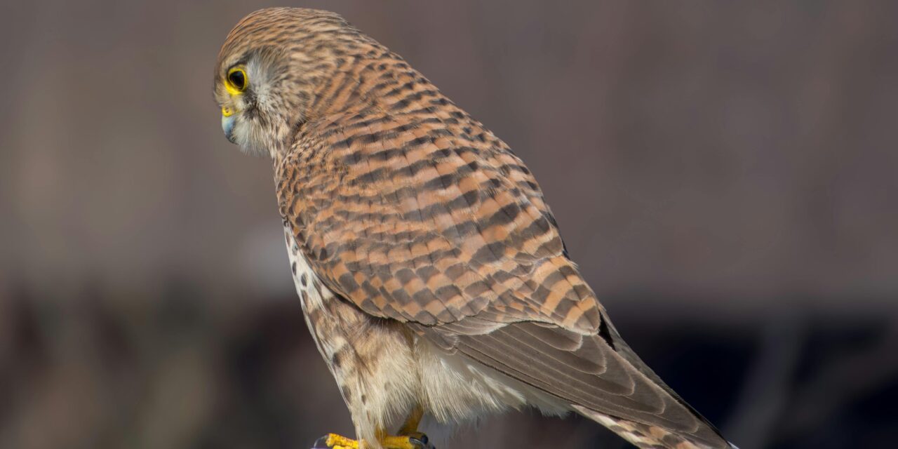 Kestrels: Fascinating Facts, Habitat, and Hunting Skills Explained