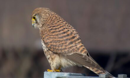 Kestrels: Fascinating Facts, Habitat, and Hunting Skills Explained