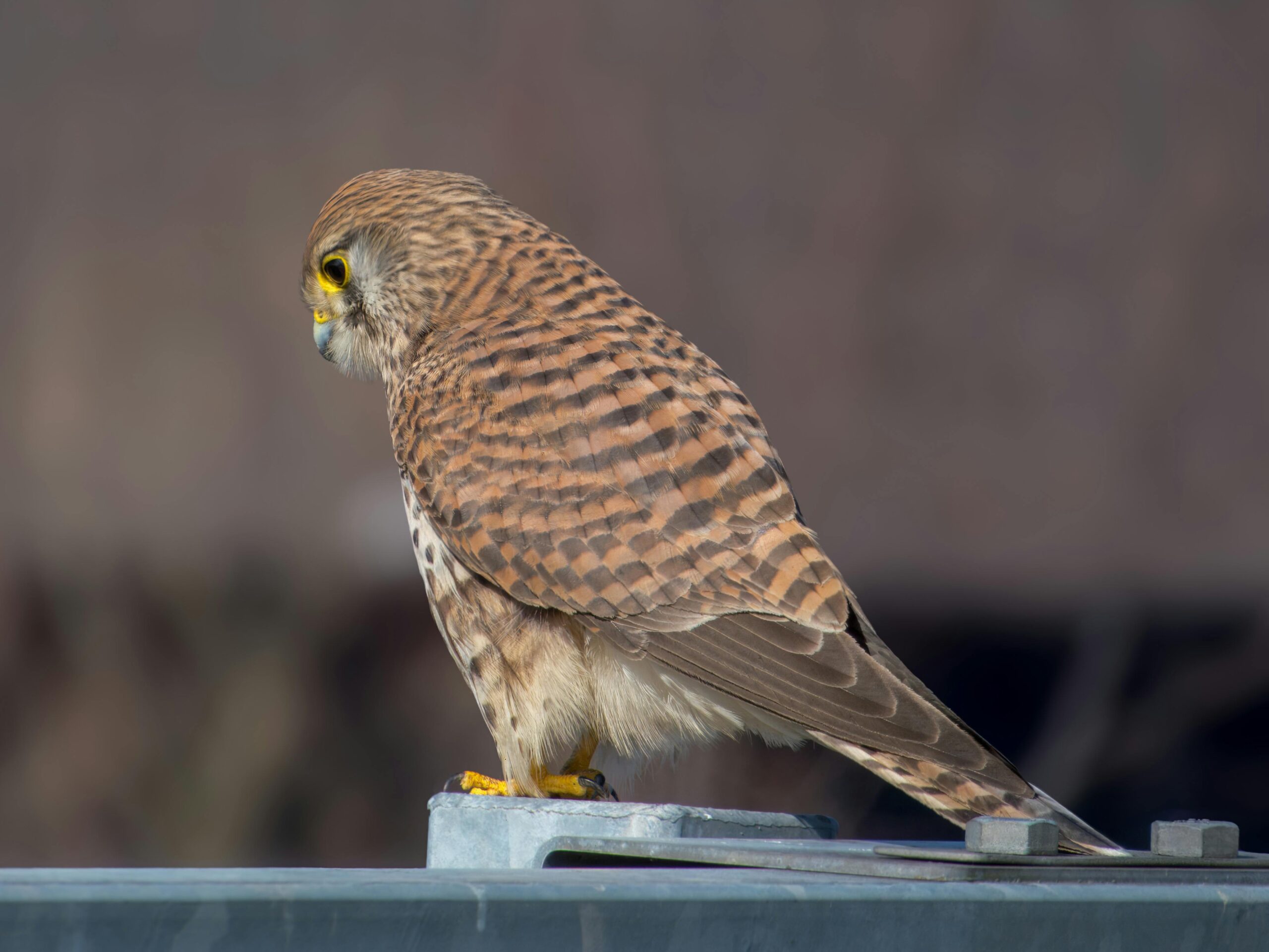 common kestrel