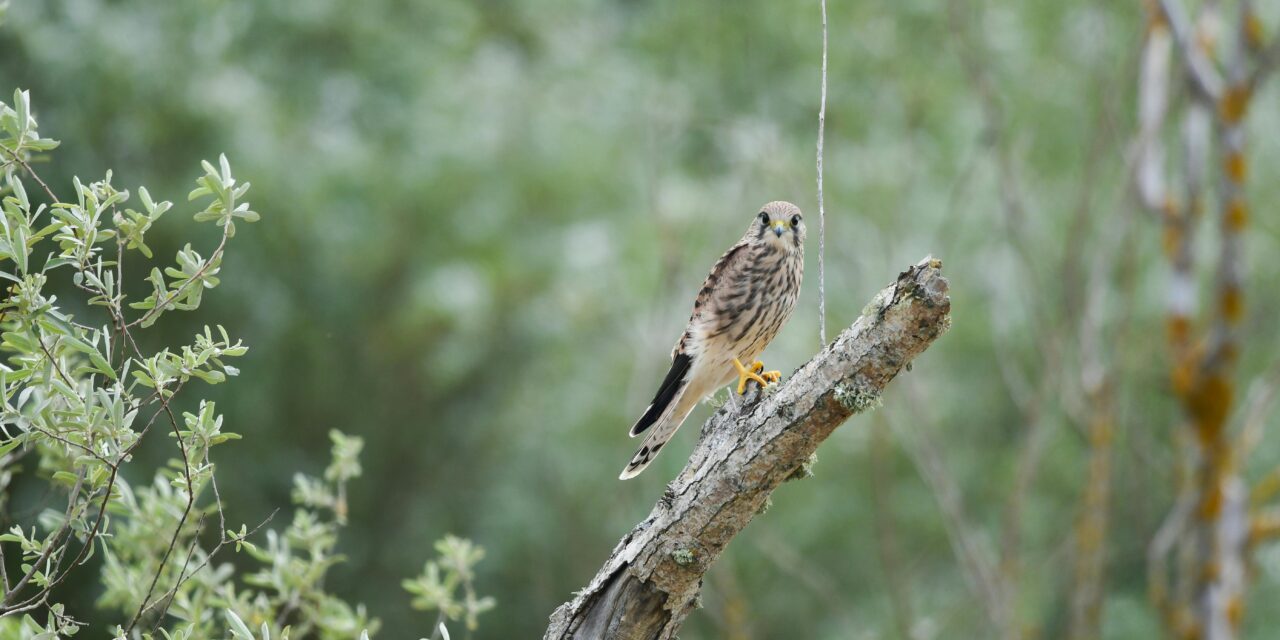 Kestrels and Their Prey: What Do These Birds Eat?