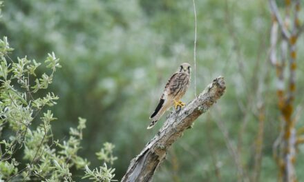 Kestrels and Their Prey: What Do These Birds Eat?