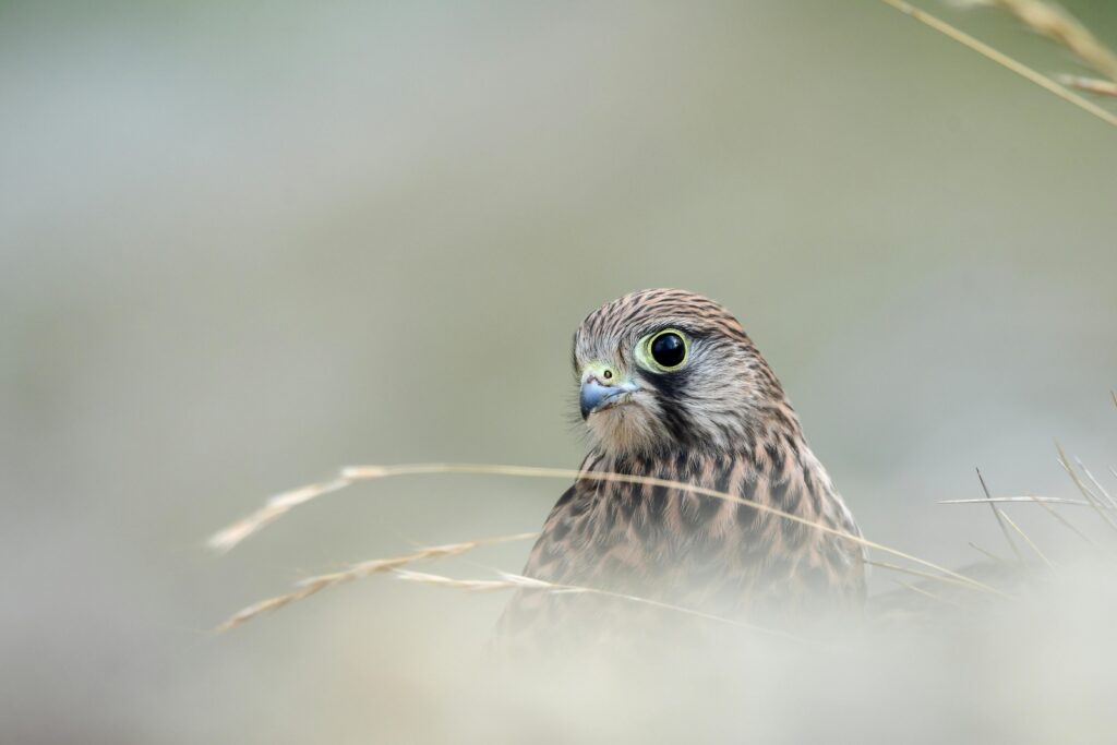 kestrels