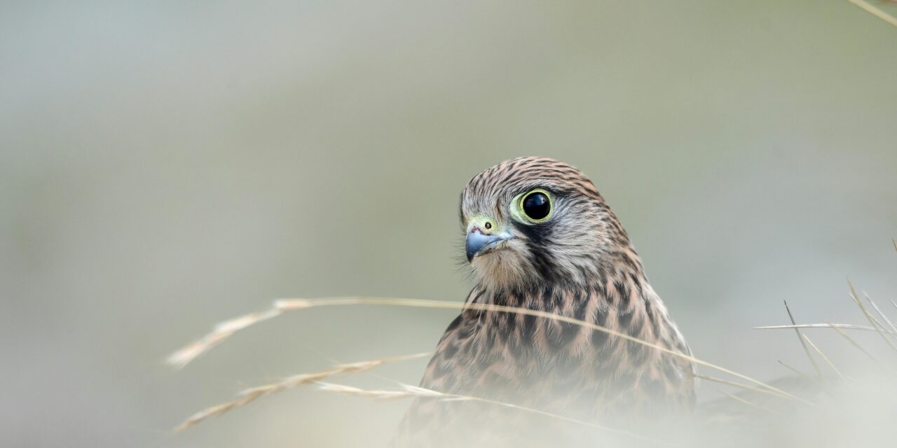 Kestrel Migration Patterns: Where Do They Go in Winter?