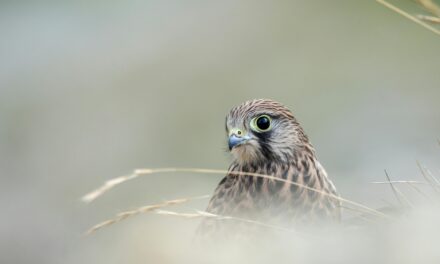 Kestrel Migration Patterns: Where Do They Go in Winter?