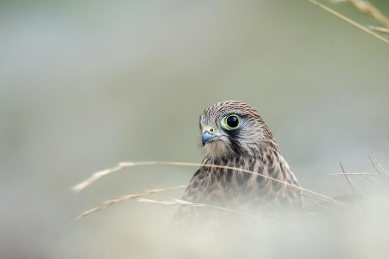kestrels