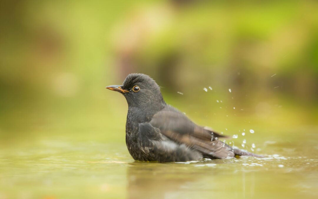 Seasonal Bird Bath Maintenance for UK Gardens