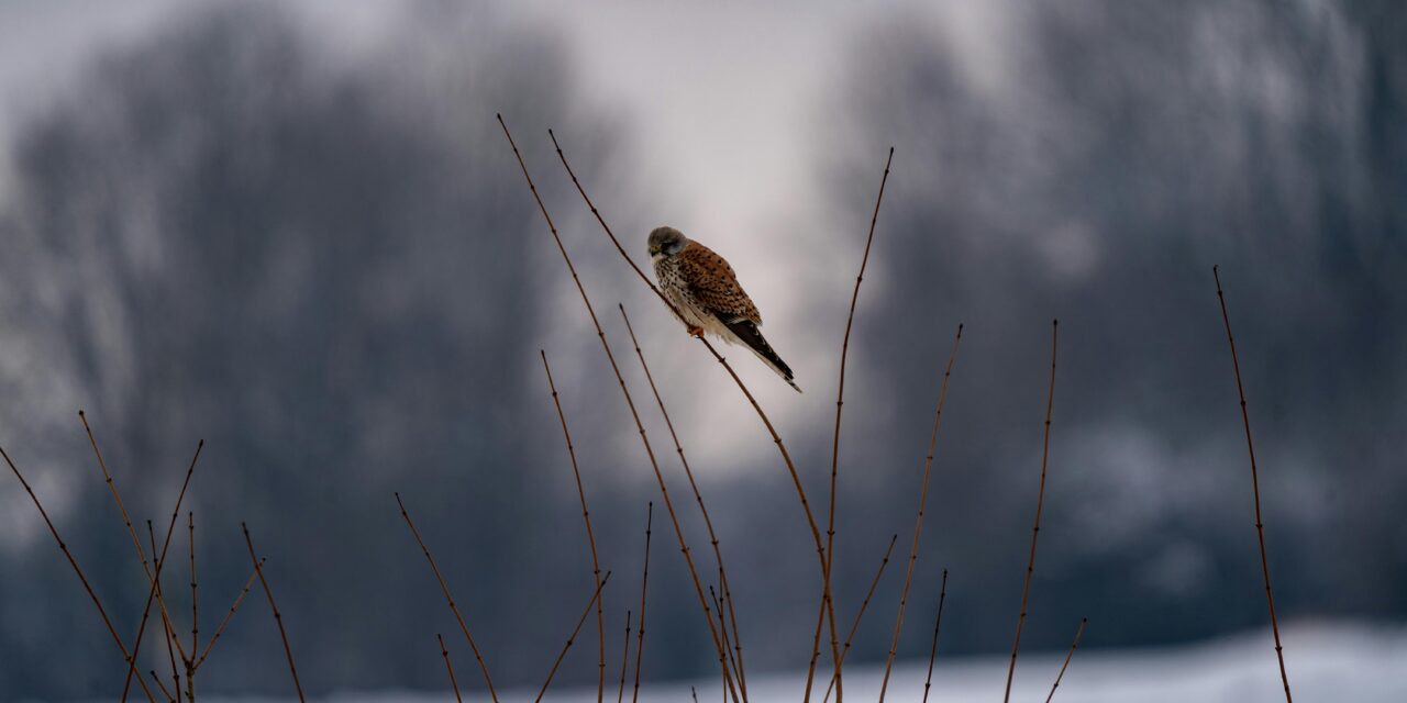 Kestrel Birds in Mythology and Culture: A Symbol of Freedom