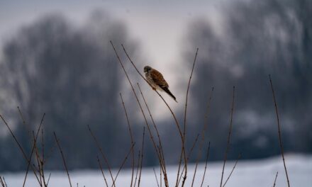 Kestrel Birds in Mythology and Culture: A Symbol of Freedom