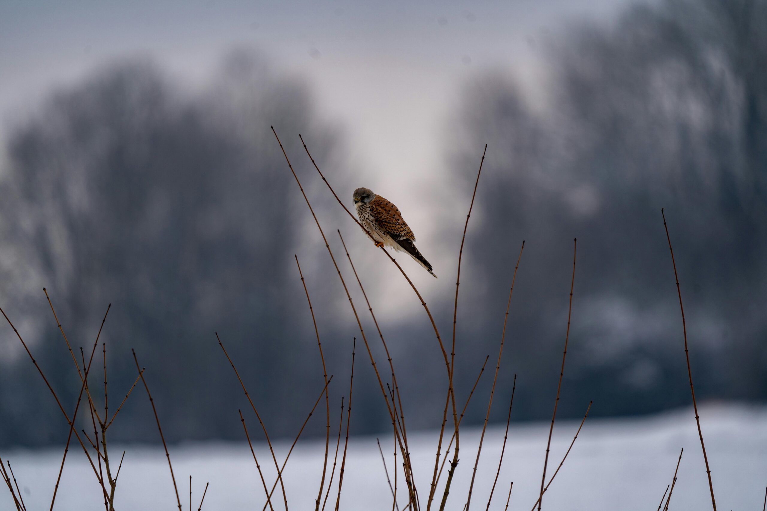 Kestrel Birds in Mythology and Culture: A Symbol of Freedom ...