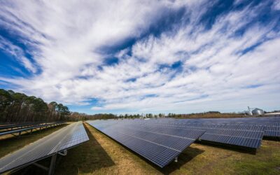 Solar Sanctuaries: How Renewable Energy Can Save Birds