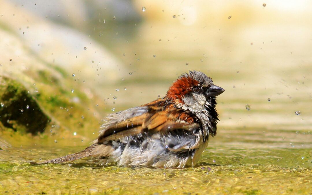 How to Choose the Right Bird Bath for the UK’s Changing Climate