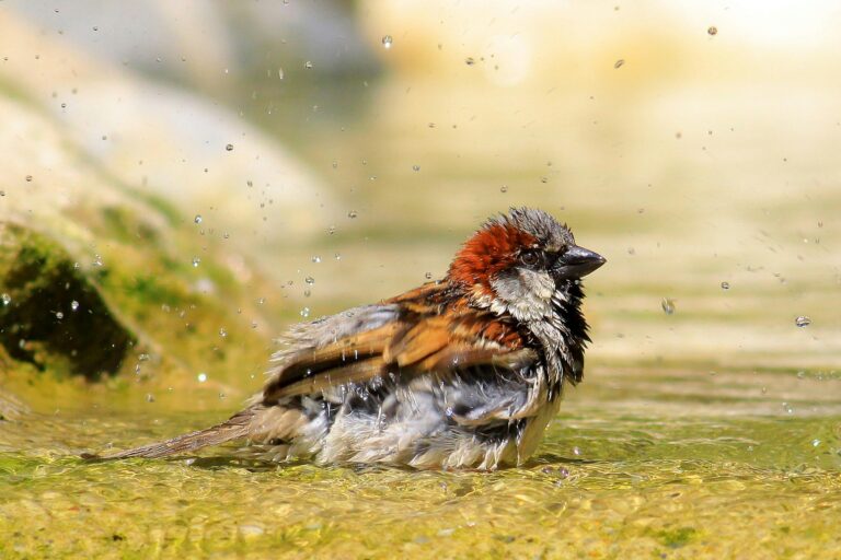 Bird Bath